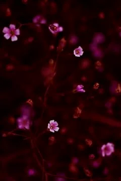 Small purple meadow flowers on a blurry pink background Stock Photos
