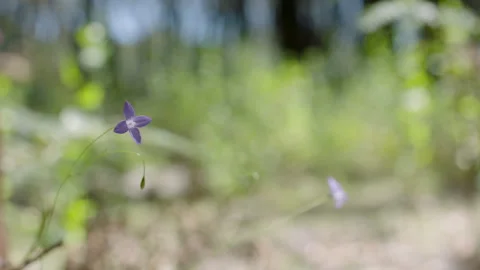 Small Purple Native Flower, Native Australian Bush, South Australia Stock Footage 235978056
