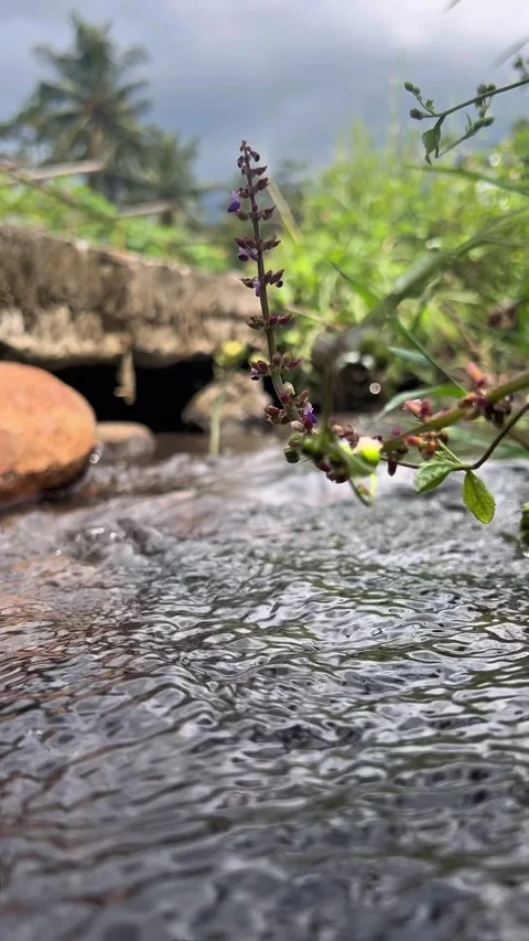 A small purple plant growing on the edge of a small ditch Stock Footage 334048451