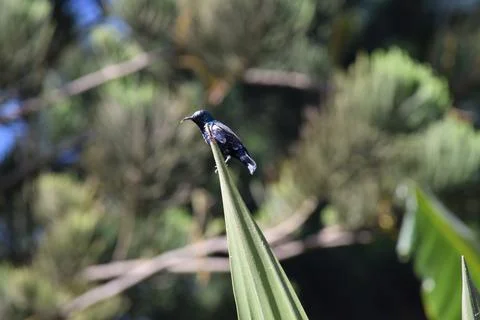 SMALL PURPLE SUNBIRD Stock Photos