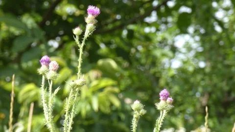 Small purple thistle flowers blooming on tall stems in green summer forest Vídeos de archivo 340917839