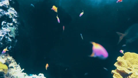 Small purple yellow-tailed small fish swim under water among the bubbles. Stock Footage 113353462