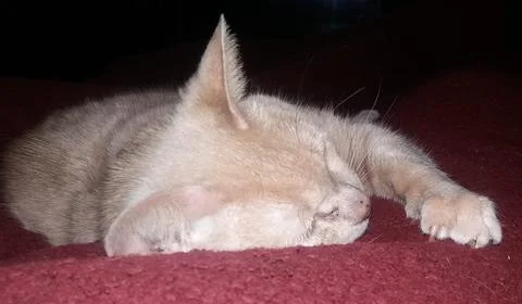 Small Putty Beige Kitten Sleeping on a Blanket. Stock-Fotos