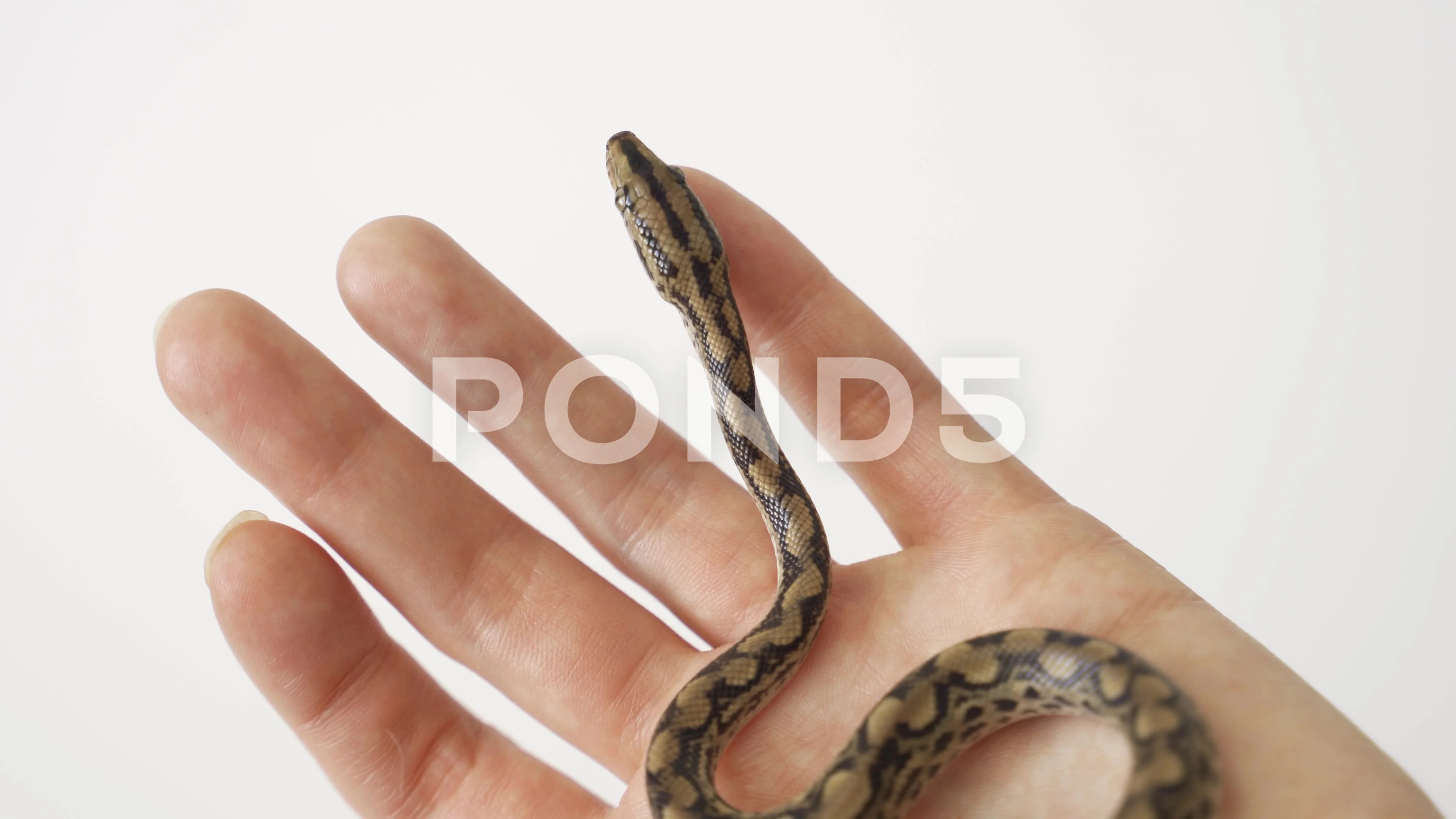 Small python in a human hand. Baby snake, Stock Video