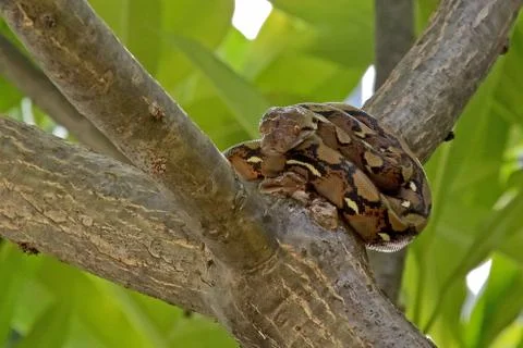 A small python lying on a tree 스톡 사진
