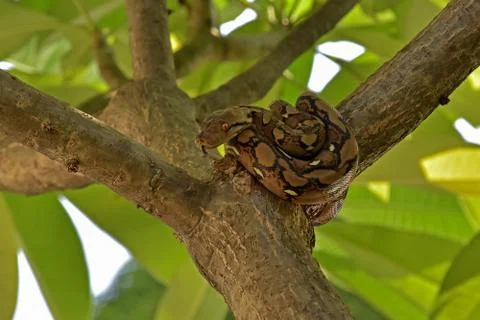 A small python lying on a tree Stock Photos