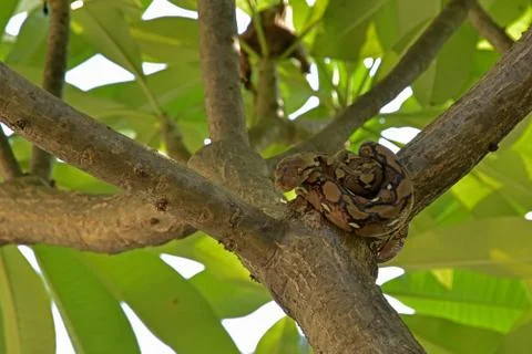 A small python lying on a tree Stock Photos