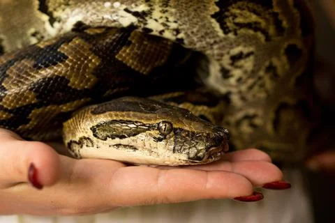 A small python sits on the hand Stock-Fotos