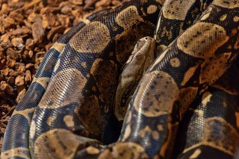 Small Python snake reptile is coiling and sleeping Foto stock