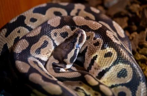 Small Python snake reptile coiling and sleeping 스톡 사진