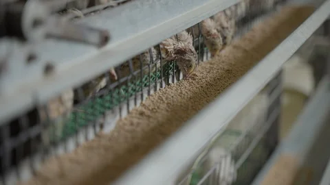 Small quail birds consuming grain seed animal fodder at the poultry farm Stock Footage 279228903
