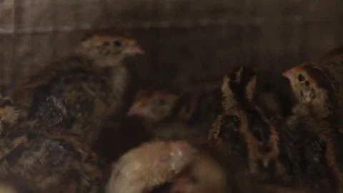Small quail in incubator Stock Footage 69224274