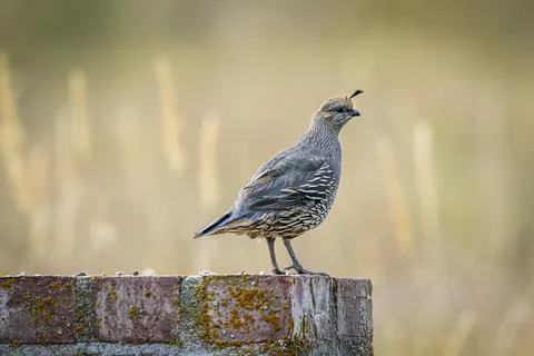 Small quail on object. Stock Photos
