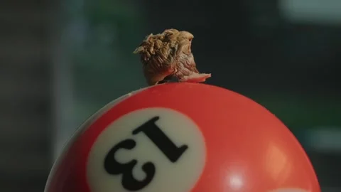 Small quantity of substance on a pool ball with police lights flashing Stock Footage 263818911
