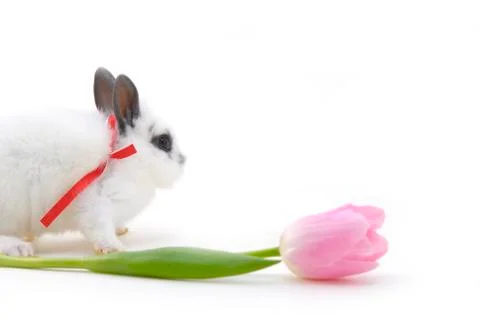 Small rabbit and flower Stock Photos
