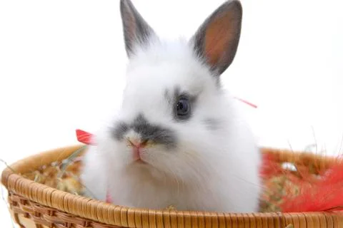 Small rabbit in basket Stock Photos