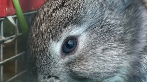 Small rabbit in the cage (1) Stock Footage 23031694