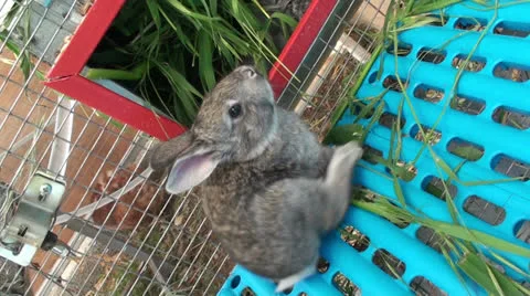 Small rabbit in the cage (2) Stock Footage 23034281