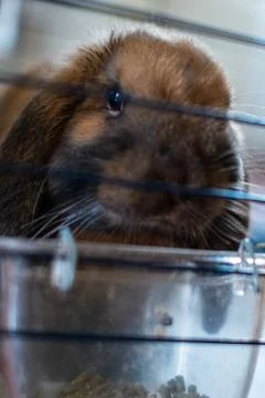 Small rabbit in cage eating Stock Photos