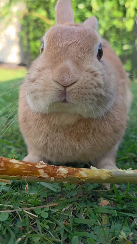 Small Rabbit Chewing Tree Branch Vídeo Stock 343362855