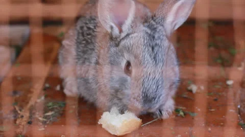 Small rabbit eating bread Stock Footage 23021218