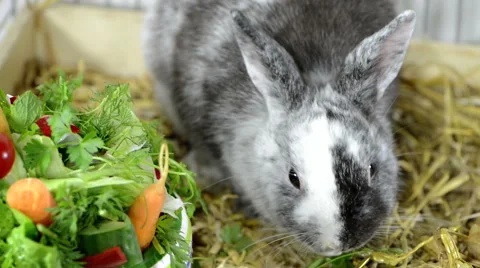 Small rabbit is eating fresh stuff Video stock 40715272