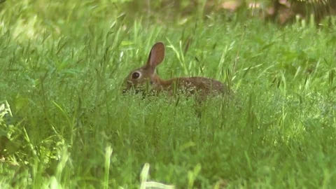 Small rabbit eating in tall grass 스톡 동영상 79818507