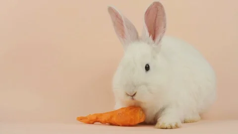 A small rabbit eats carrots on a pastel pink background Video stock 124088332