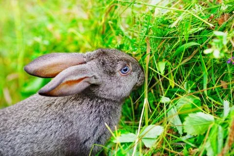 A small rabbit eats grass. Portrait of a fluffy and charming pet for a calend Foto stock