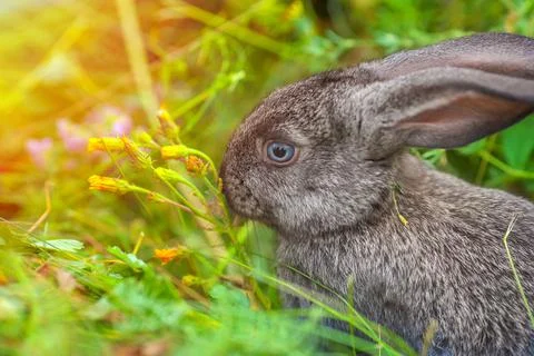 A small rabbit eats grass. Portrait of a fluffy and charming pet for a calendar Stock Photos