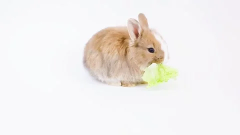 Small rabbit eats a salad leaf on a white background Stock Footage 146514585
