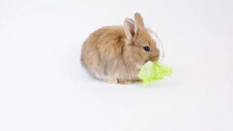 A small rabbit eats a salad leaf on a white background Stock Footage 146514586
