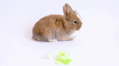 Small rabbit eats a salad leaf on a white background Stock Footage 162323273