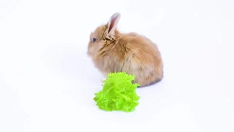 Small rabbit eats a salad leaf on a white background Stock Footage 162323274