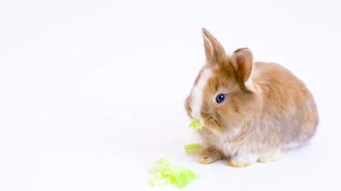 Small rabbit eats a salad leaf on a white background Stock Footage 162323275