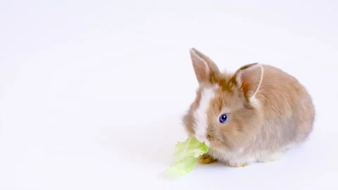 Small rabbit eats a salad leaf on a white background Stock Footage 162323277