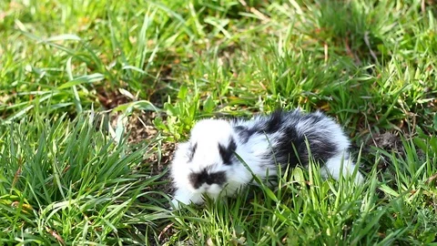 A small rabbit Stock Footage 127245332