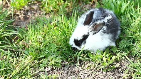 A small rabbit Stock Footage 127245465