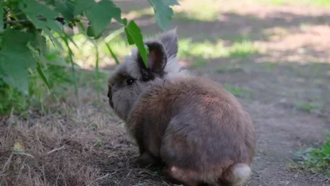 Small rabbit on the green grass Stock Footage 155344958