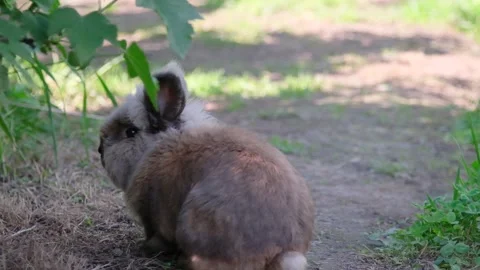 Small rabbit on the green grass Stock Footage 155344990