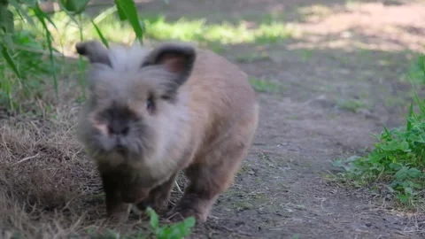 Small rabbit on the green grass Stock Footage 155345013