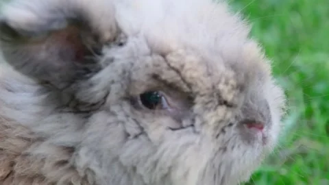 Small rabbit on the green grass Stock Footage 155345023