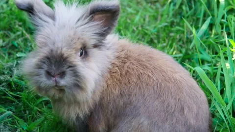 Small rabbit on the green grass Video stock 155345158