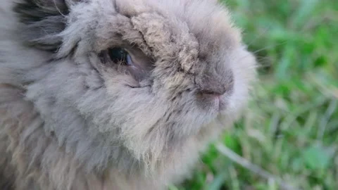 Small rabbit on the green grass Stock Footage 155345184