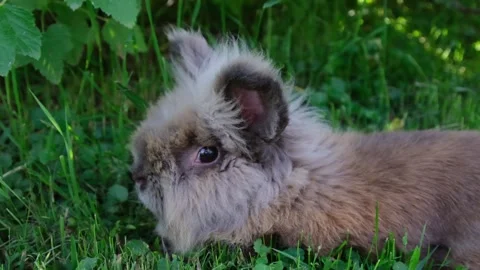 Small rabbit on the green grass Stock Footage 155345288