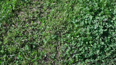 Small rabbit on the green grass Video stock 155345422