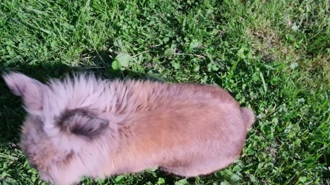 Small rabbit on the green grass Stock Footage 155345452