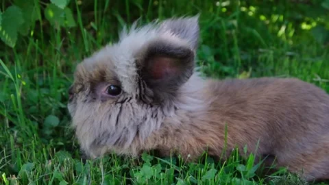 Small rabbit on the green grass Stock Footage 155345459