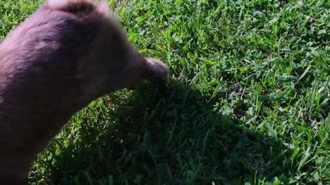 Small rabbit on the green grass Stock Footage 155345489