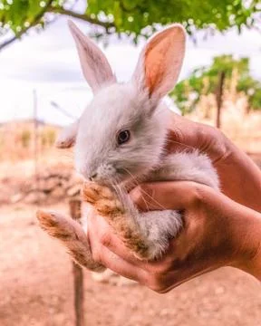 A small rabbit held in his hands Stock Photos